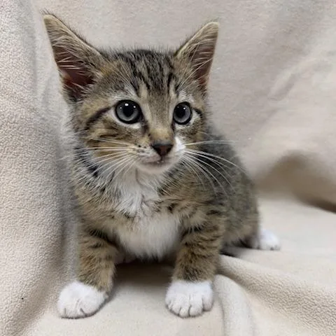 A young small-sized male Brown / Chocolate Domestic Short Hair cat named Mars for adoption in Donalsonville, GA