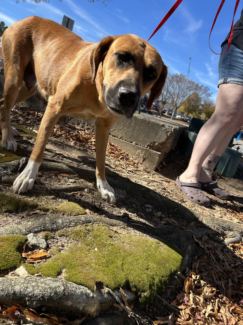 An adult large-sized female Saint Bernard dog named Shadow for adoption in Winder, GA