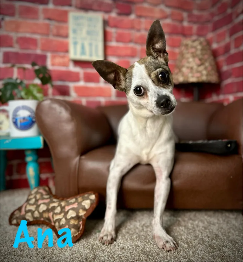 An adult small-sized female White / Cream Rat Terrier dog named Ana for adoption in Arcadia, FL