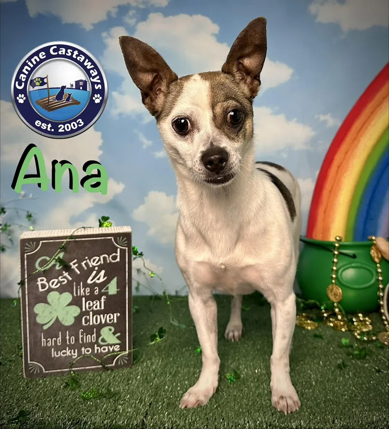 Ana thumbnail 2
