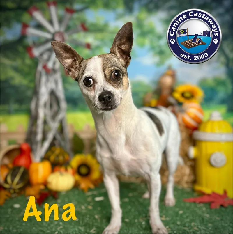 Ana thumbnail 5