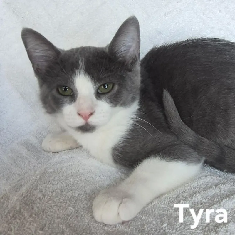 A baby small-sized female Gray / Blue / Silver Domestic Short Hair cat named Tyra Banks for adoption in Matteson, IL