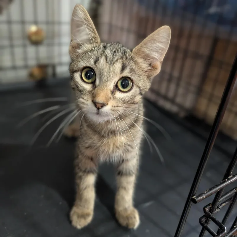 A baby medium-sized male Tabby (Buff / Tan / Fawn) Domestic Short Hair cat named Mudkip for adoption in Cape Girardeau, MO