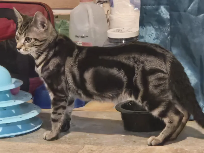 A baby medium-sized male Tabby (Brown / Chocolate) Domestic Short Hair cat named Taz for adoption in Mechanicsburg, PA