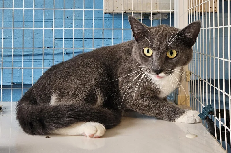 An adult medium-sized female Domestic Medium Hair cat named SwanFeLV POSITIVE for adoption in Claremont, NH