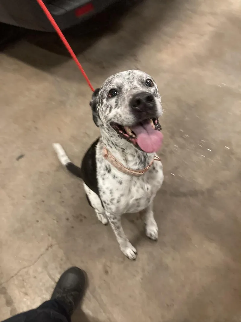 An adult large-sized female Australian Cattle Dog / Blue Heeler dog named Bijou for adoption in Dallas, TX