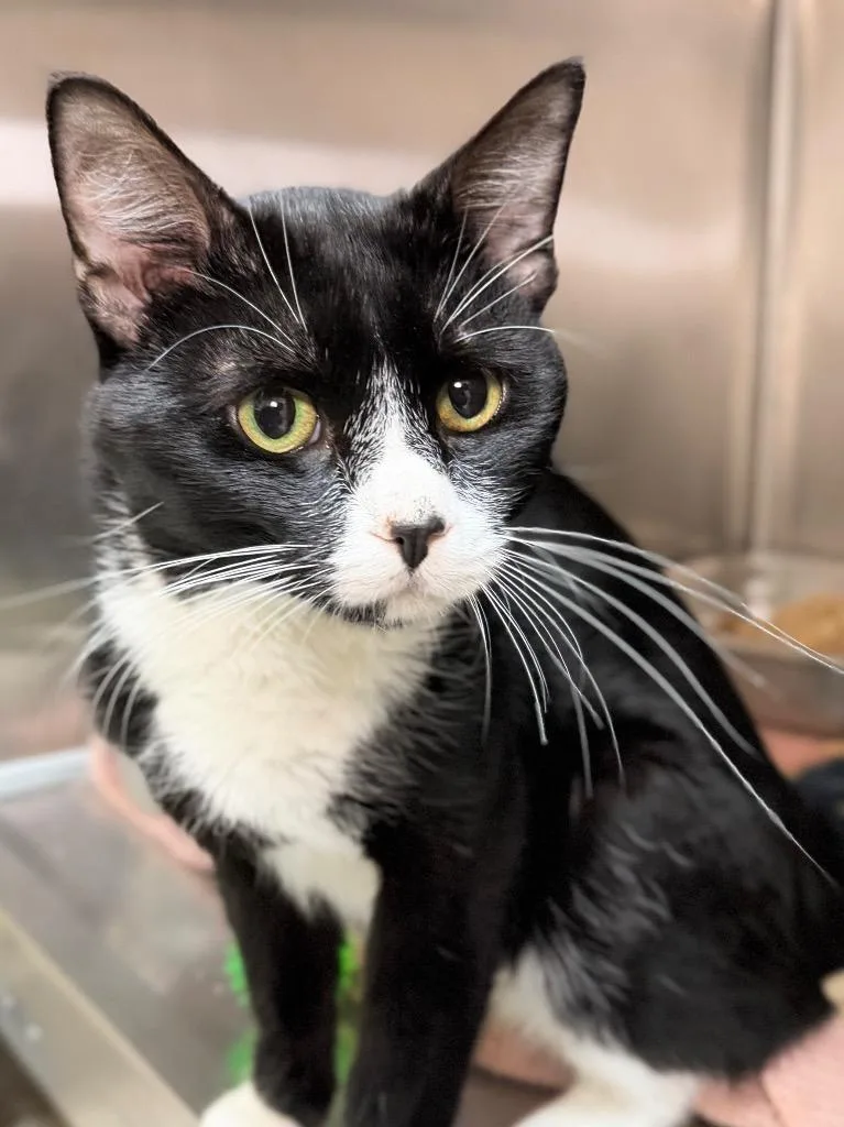 A young medium-sized male Domestic Short Hair cat named Frank for adoption in Menomonie, WI