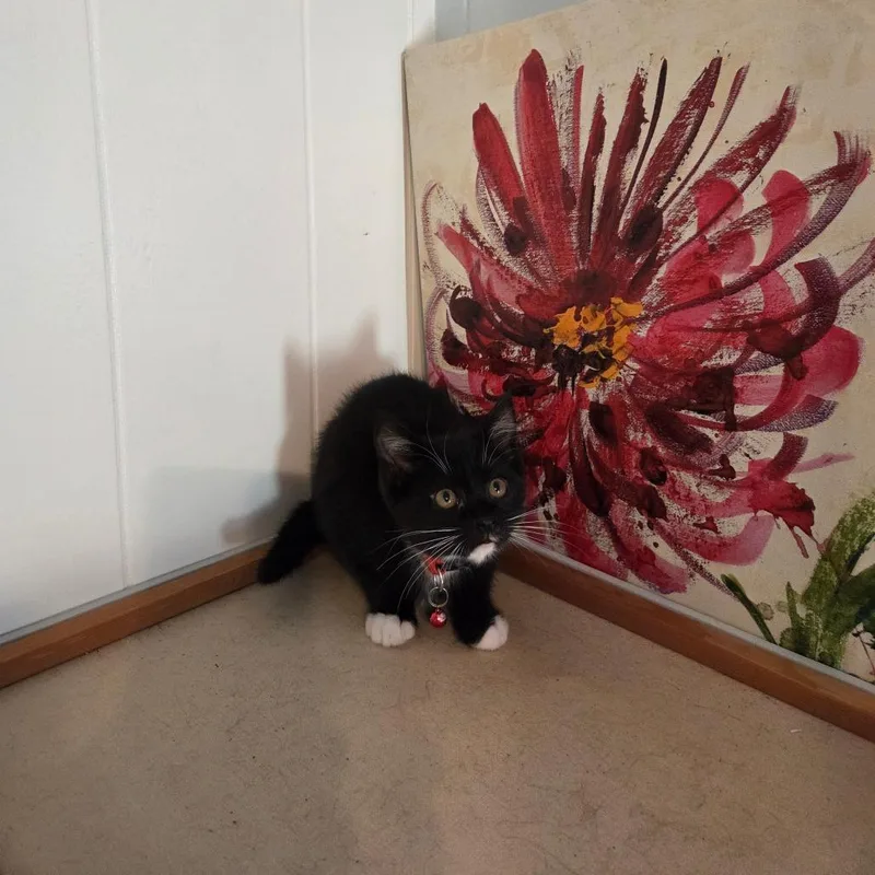 A baby small-sized female Black Domestic Short Hair cat named A Eenie for adoption in Centralia, WA