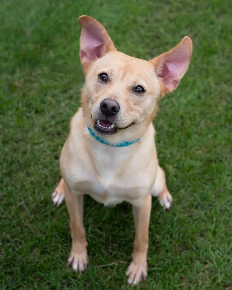 A baby small-sized male Shepherd dog named Rocko for adoption in Boone, IA