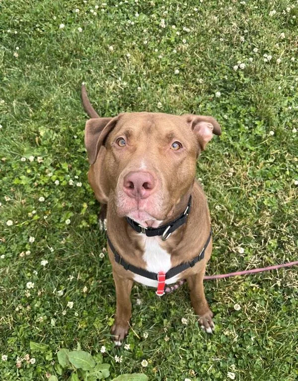 An adult extra large-sized male Pit Bull Terrier dog named Beau for adoption in Vancouver, WA