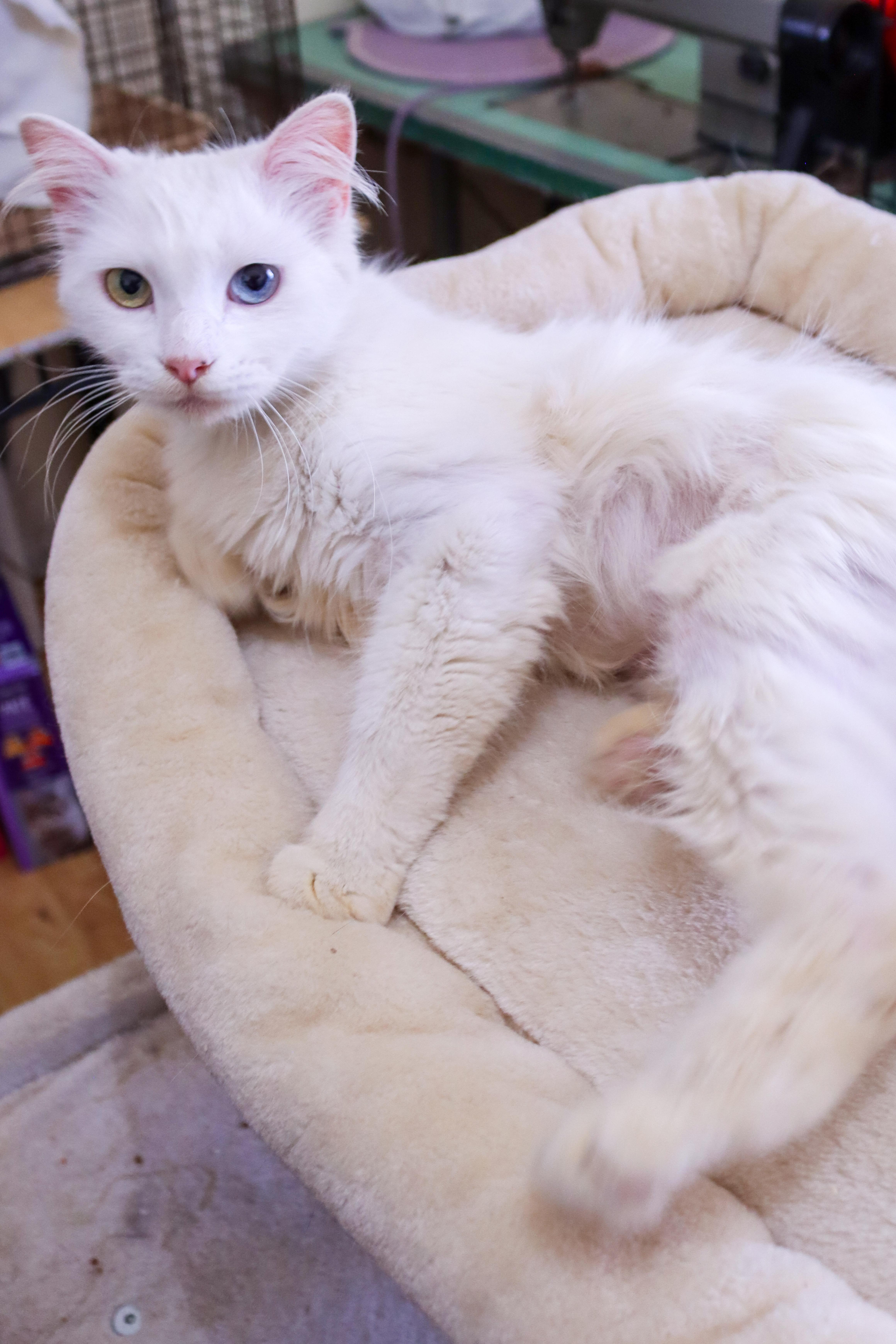 Lilah thumbnail 2