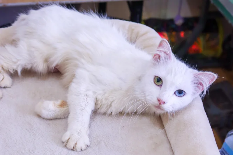 Lilah thumbnail 3