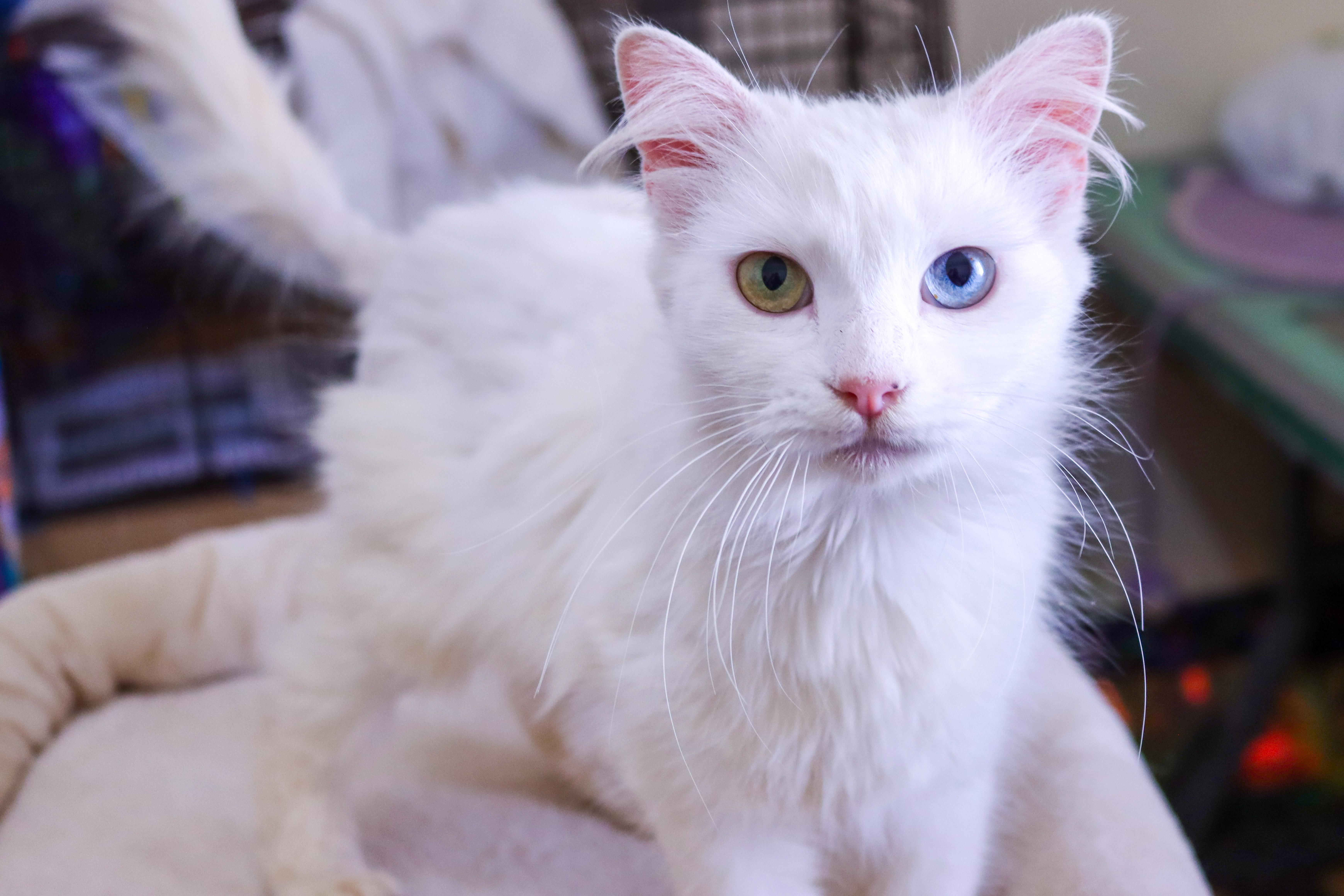 An adult medium-sized female Turkish Angora cat named Lilah for adoption in Pacific Palisades, CA