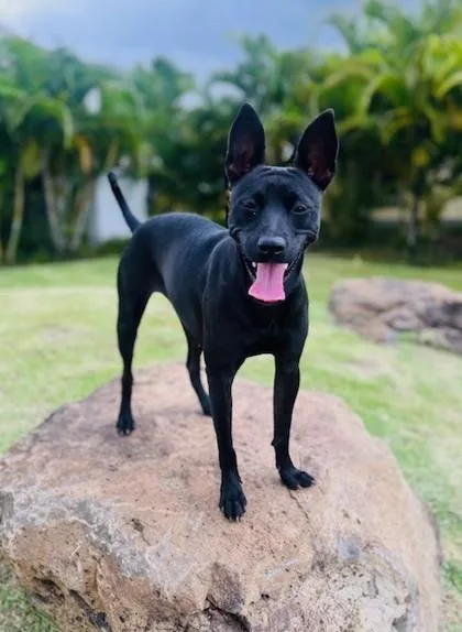An adult medium-sized female Terrier dog named Onyx for adoption in Honolulu, HI