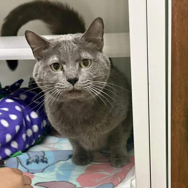An adult medium-sized male Domestic Short Hair cat named Shadow for adoption in Reisterstown, MD