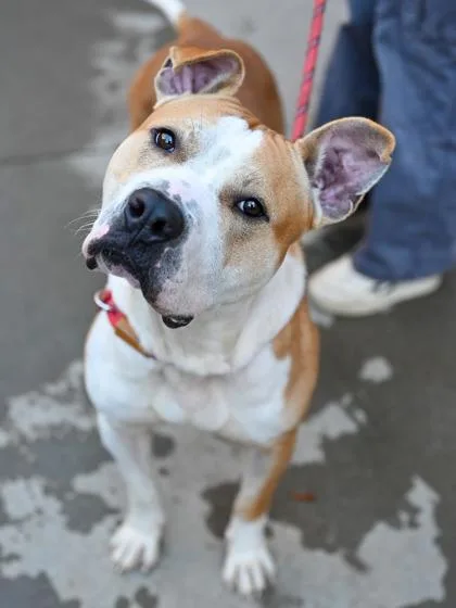 An adult large-sized male Mixed Breed dog named Waldo for adoption in Chamblee, GA