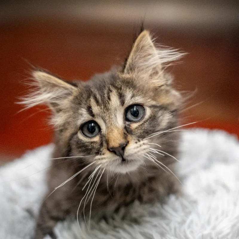 A baby small-sized male Brown / Chocolate Domestic Medium Hair cat named Larry for adoption in Gainesville, GA