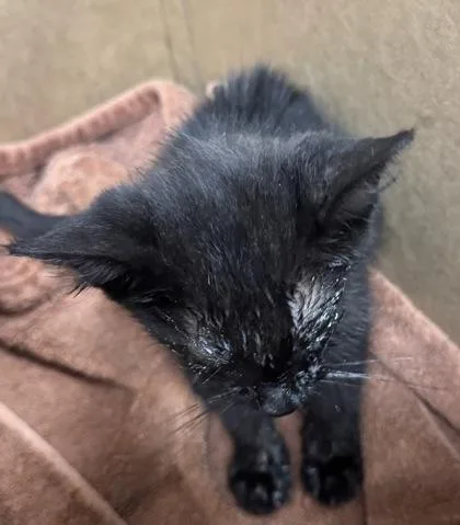 A baby small-sized male Domestic Short Hair cat named Tom for adoption in West Chester, PA