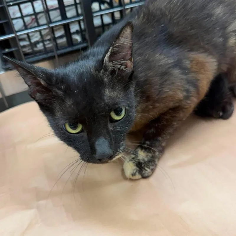 An adult medium-sized female Black Domestic Short Hair cat named Ebony for adoption in Bastrop, TX