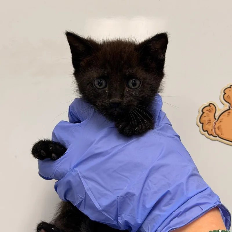 A baby small-sized male Black Domestic Short Hair cat named Gomez for adoption in Chattanooga, TN