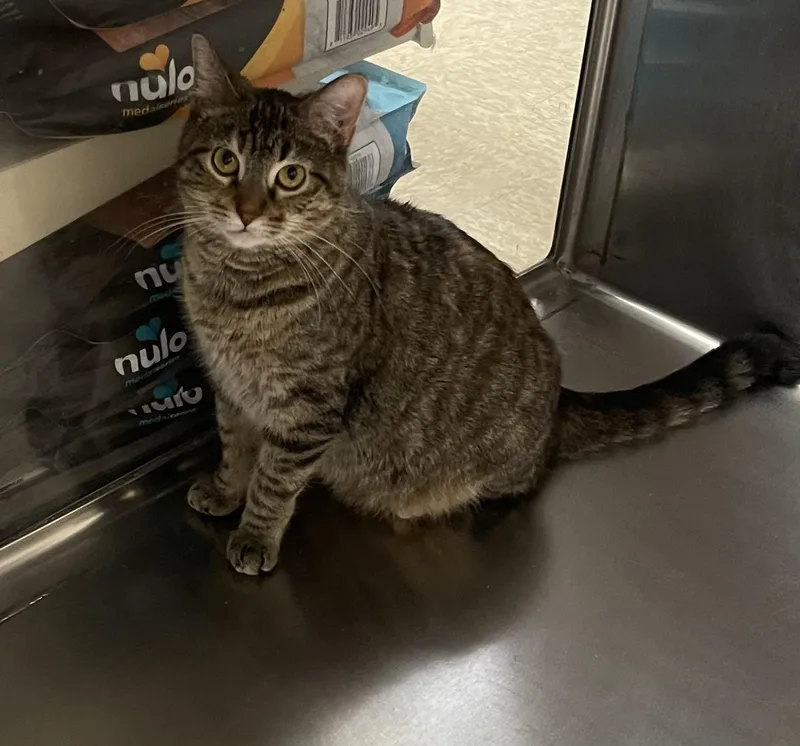 An adult medium-sized female Tabby (Brown / Chocolate) Domestic Short Hair cat named Nutmeg for adoption in Highland, IN