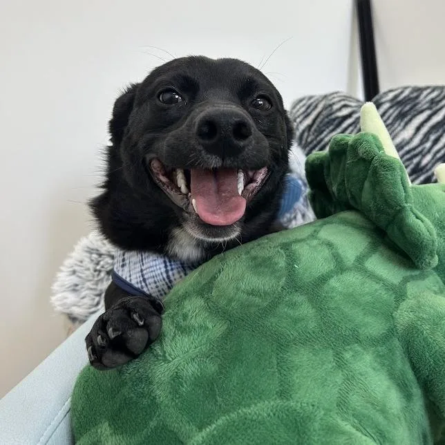 A young small-sized male Black Rat Terrier dog named Cosmo for adoption in Lyndhurst, VA