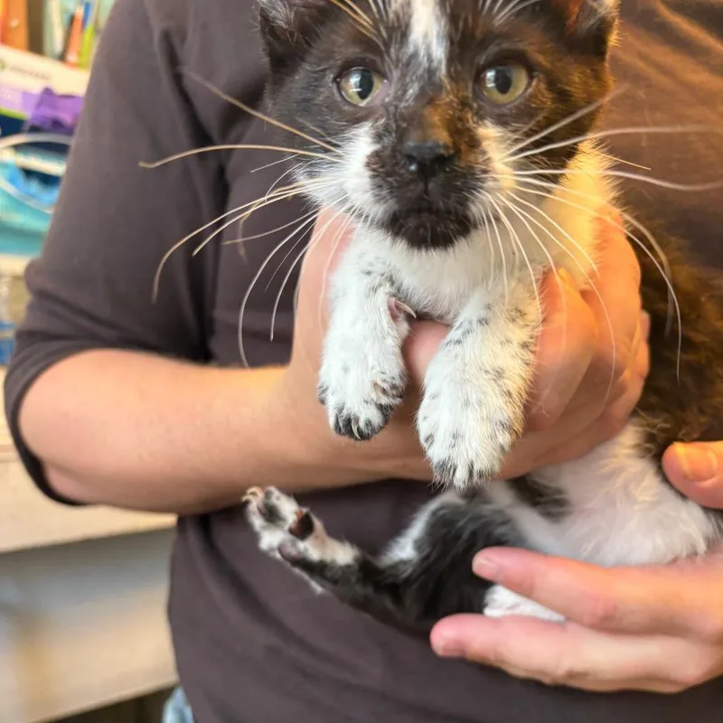 A baby small-sized female Black Domestic Short Hair cat named Talon for adoption in Pennsville, NJ