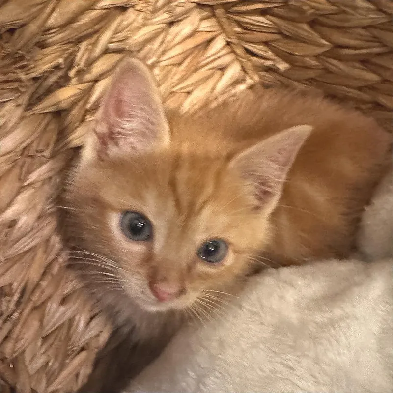 A baby small-sized male Orange / Red Domestic Short Hair cat named Erroc for adoption in Fredericksburg, VA