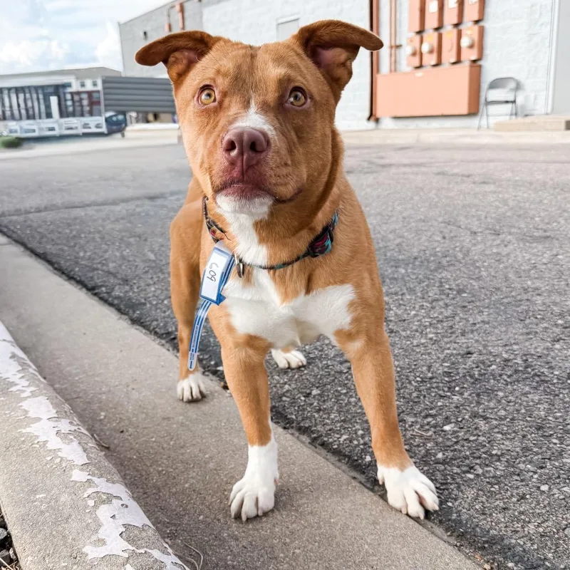 An adult medium-sized female Pit Bull Terrier dog named Mama Ella for adoption in Parker, CO