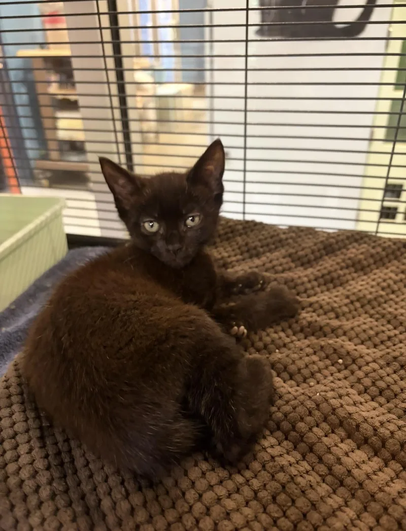 A baby medium-sized male Black Domestic Short Hair cat named Paper for adoption in Charleston, SC