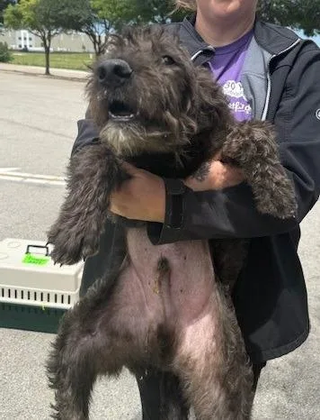 A baby large-sized male Schnauzer dog named Mickey for adoption in Thompson Falls, MT