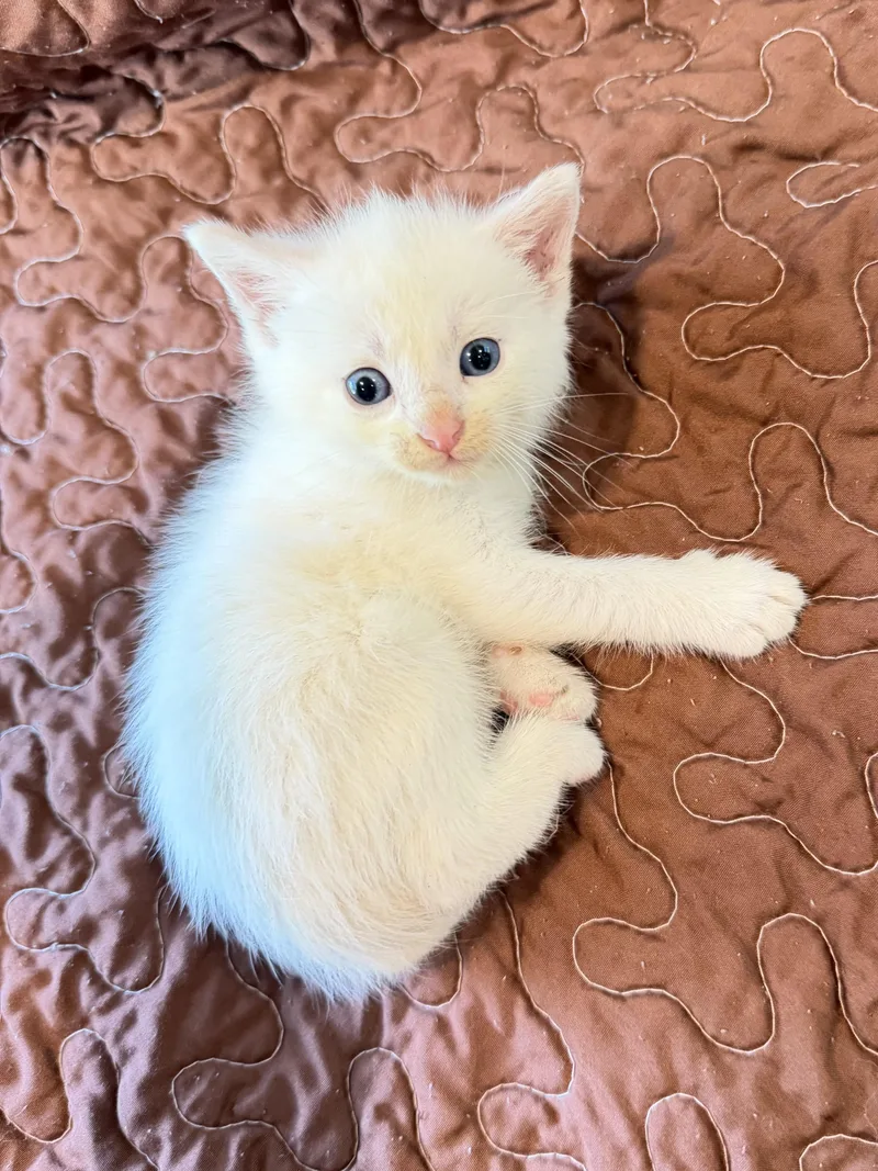 Snowball
