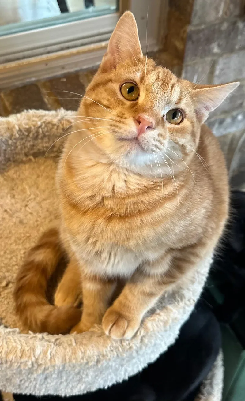 Tony The Tiger thumbnail 2