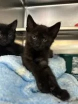 A young medium-sized female Black Domestic Short Hair cat named Chunky for adoption in Manitowoc, WI