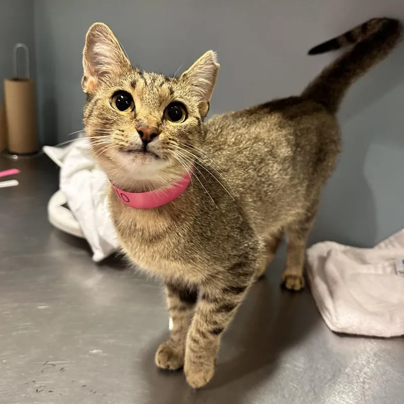 A young medium-sized female Gray / Blue / Silver Domestic Short Hair cat named Maple for adoption in Chattanooga, TN
