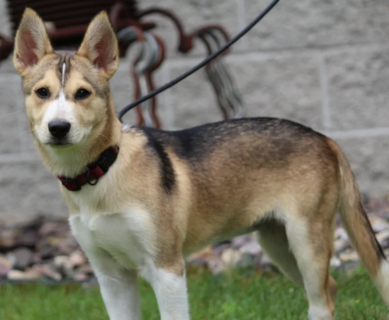 A baby medium-sized female Siberian Husky dog named Foxy Lady for adoption in Portage, WI