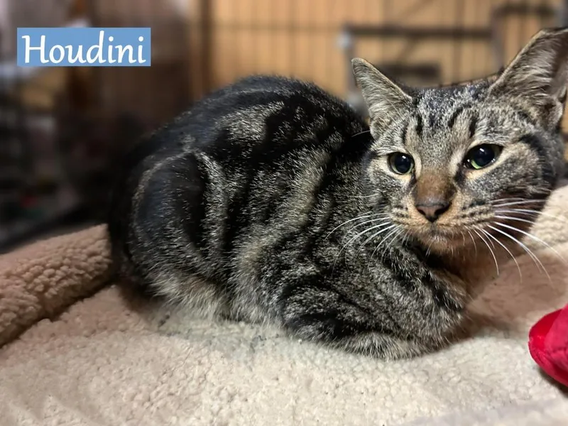 A young medium-sized male Domestic Short Hair cat named Houdini for adoption in Hoover , AL