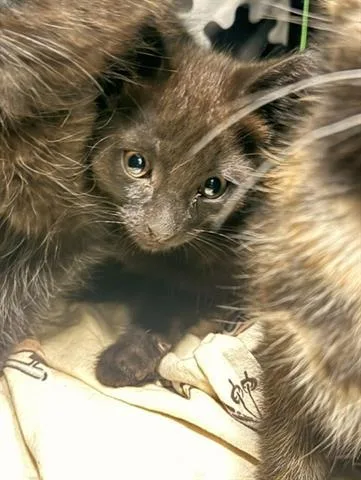 A baby small-sized male Domestic Short Hair cat named Hush for adoption in San Martin, CA