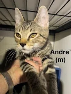 Andre'