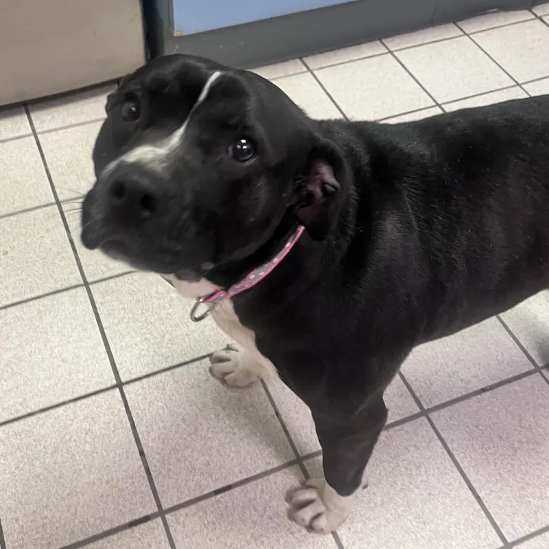 Princess Glittersparkles