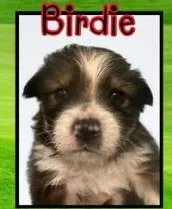 A baby small-sized male Mixed Breed dog named Birdie for adoption in Mesa, AZ