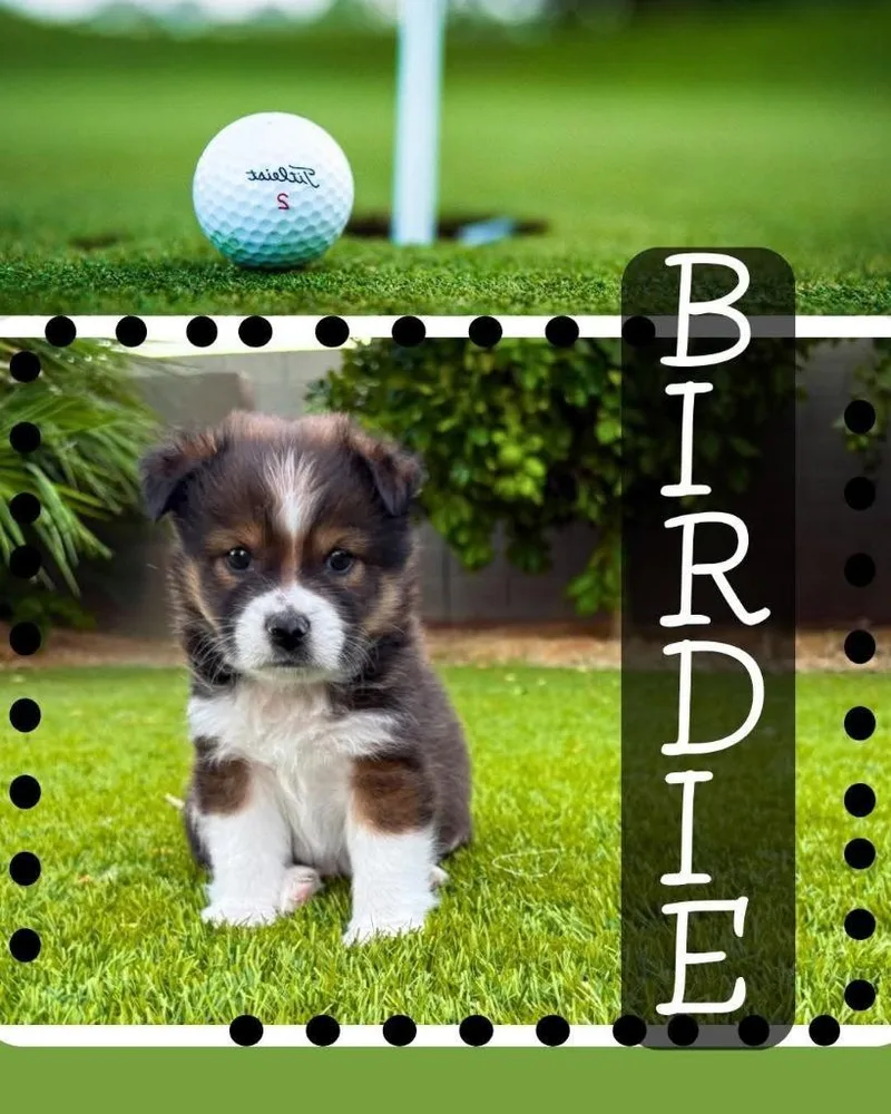 Birdie thumbnail 2