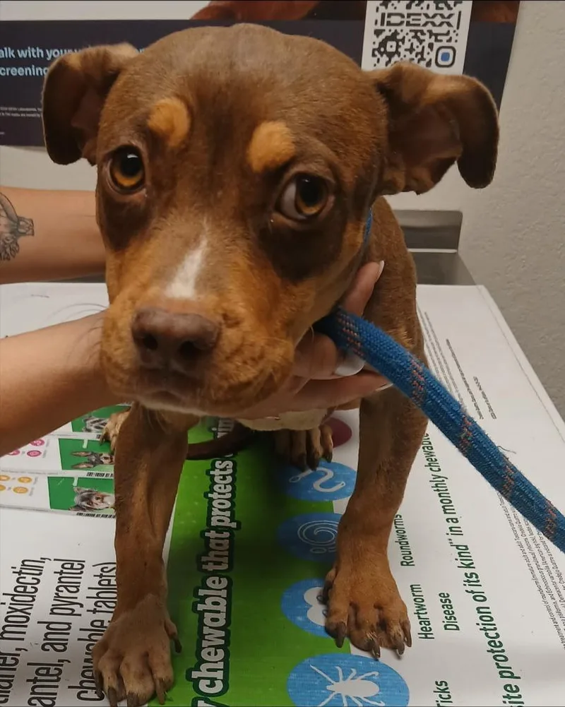 A baby small-sized female Smooth Fox Terrier dog named Ronna for adoption in Thompson Falls, MT