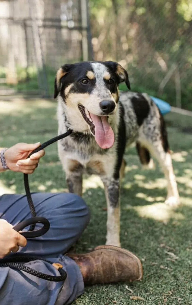 A young medium-sized female Shepherd dog named Penelope for adoption in Columbus, IN