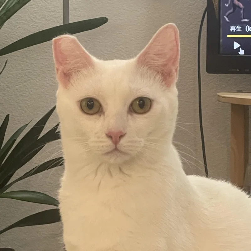 An adult medium-sized female White Domestic Short Hair cat named Sugar for adoption in Santa Ana, CA