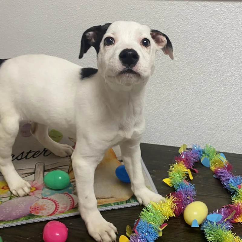 Carmelita thumbnail 2