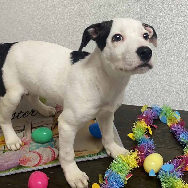 Carmelita thumbnail 4