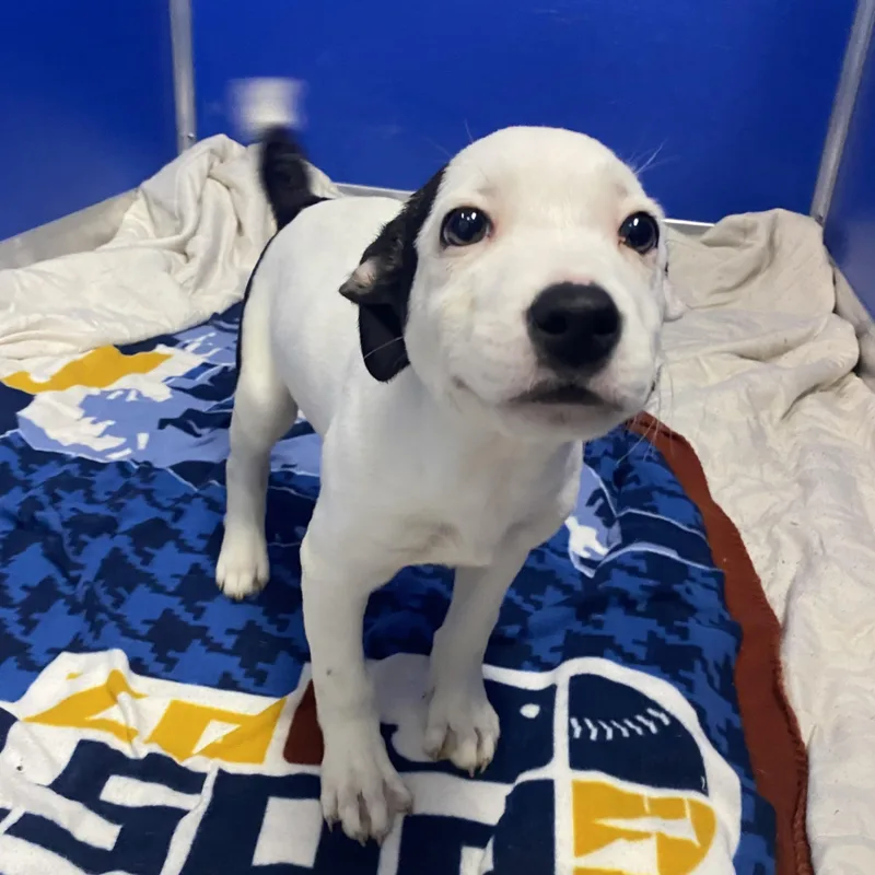 Carmelita thumbnail 5