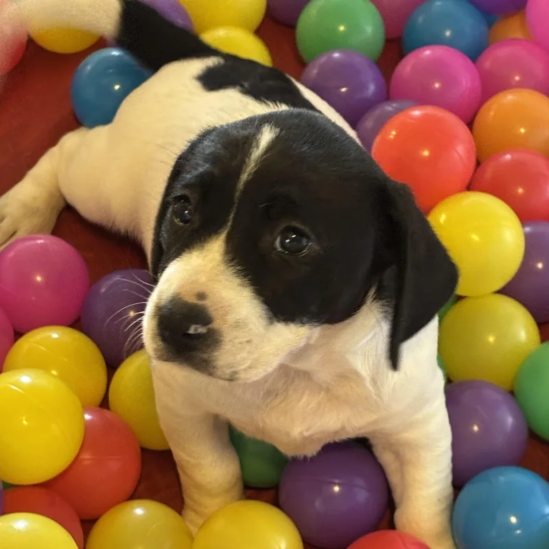 A baby large-sized female White / Cream Hound dog named Cookie for adoption in Hortense, GA