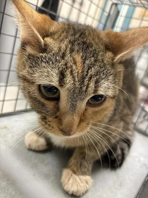 A young medium-sized female Domestic Short Hair cat named Juliet for adoption in Las Vegas, NV